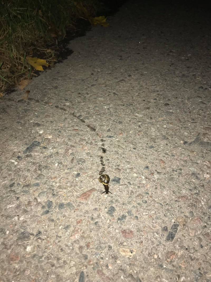 Snail trail, 2018. Image courtesy of Bogna.