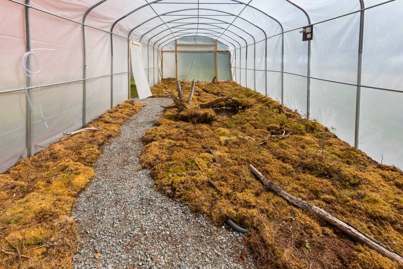 Timo Koko, greenhouse installation of Momentary Appearance: Forest
