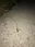 Snail trail, 2018. Image courtesy of Bogna.