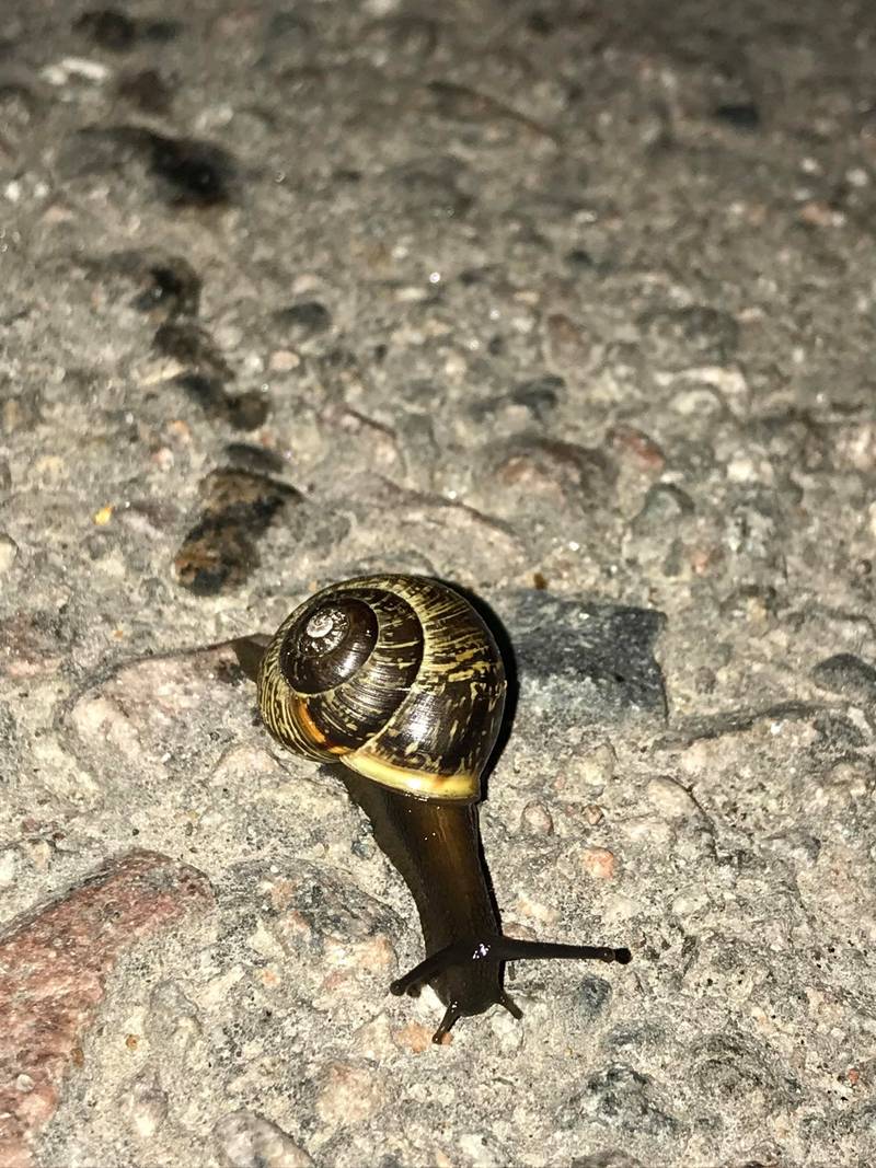 Snail trail (detail), 2018. Image courtesy of Bogna.