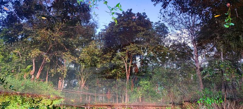 Lagoon at the Botanical Garden of Pucallpa. © Arcaica ry.