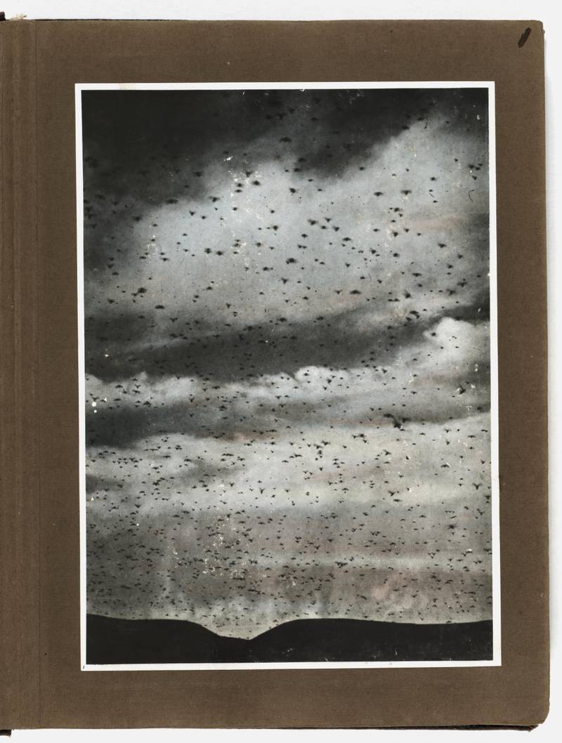 Image 1: American Colony, Lewis Larsson, and American Colony Photo Department. *American Colony in Jerusalem Collection: Part I: Photograph album, Locust plague of*. Palestine Jerusalem, 1915\. Photograph. https://www.loc.gov/item/mamcol.058/.