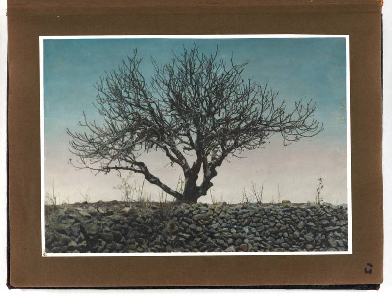 Image 13, American Colony, Lewis Larsson, and American Colony Photo Department. American Colony in Jerusalem Collection: Part I: Photograph album, Locust plague of. Jerusalem Palestine, 1915. Photograph. https://www.loc.gov/item/mamcol.058/.