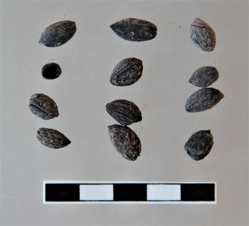 4000-year-old olive seeds found at the Oylum Höyük archaeological site in 2015. Courtesy Atilla Engin, Gaziantep