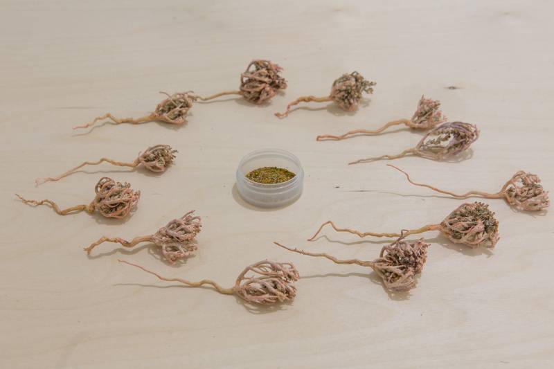 Ayman Zedani, *Kaff Maryam (Anastatica hierochuntica),* Ayman Zedani contributed these dried seed pods to the Seed Library, which he picked up in Sharjah, Saudi Arabia, one of the oldest markets that relied on goods exchange from and to the world through the sea.