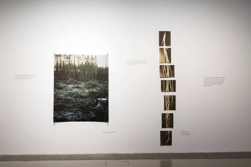 Fia Linnéa Emelie Doepel, *Hiisi*, 2023, Image: Anna Autio