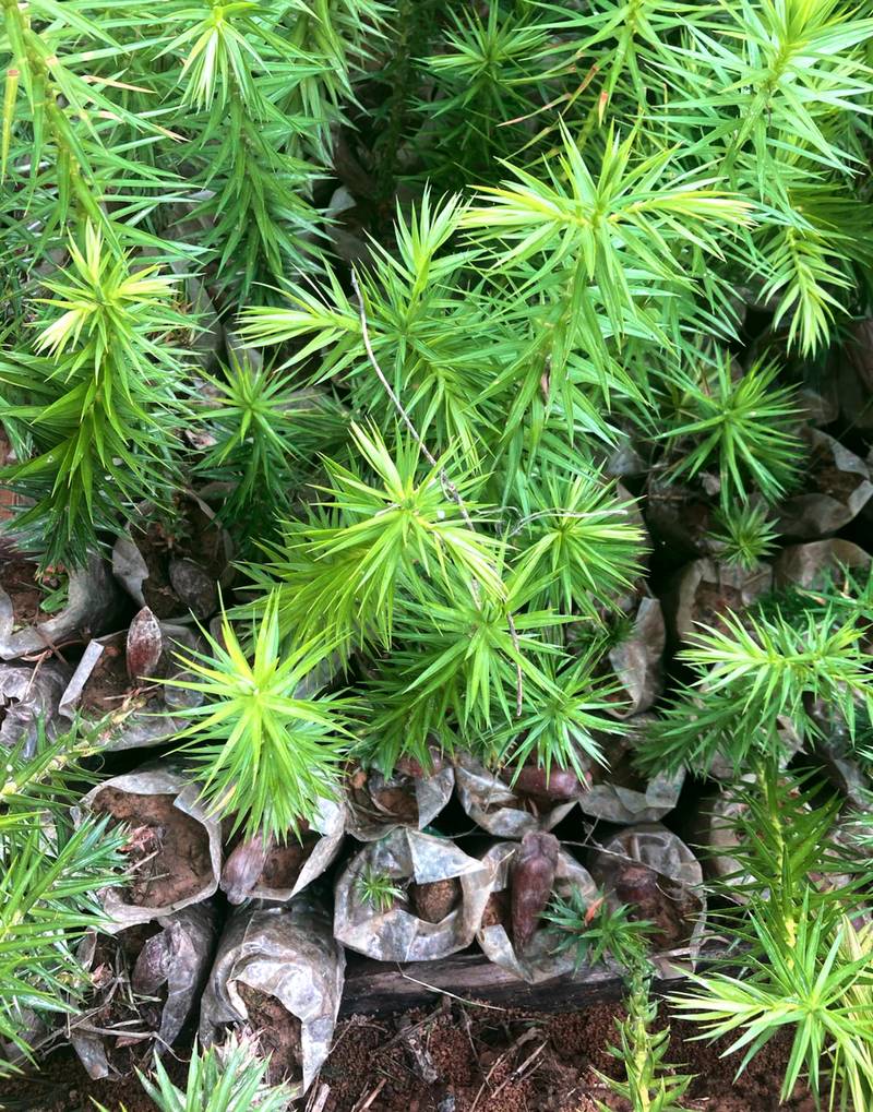 Zag Saplings in a Nursery
